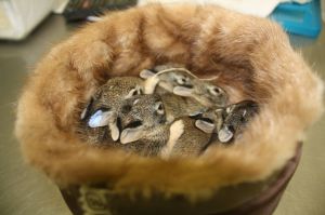 Wildlife Rescue Center in MO uses fur coats from Born Free USA fur drive to help orphaned baby animals Photo credit to Kim Rutledge